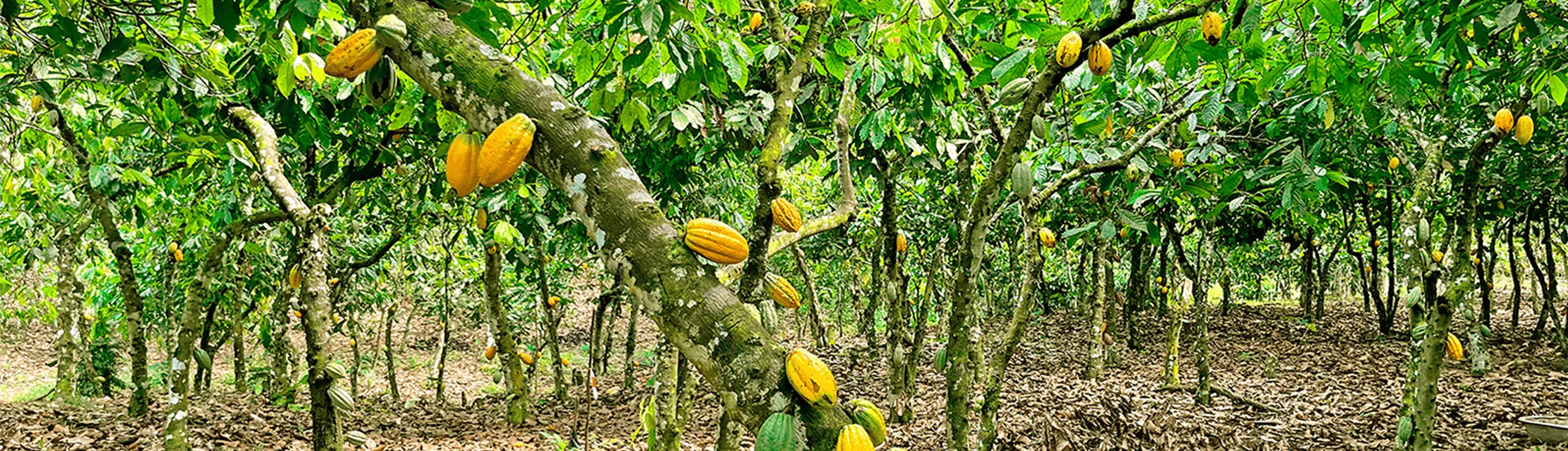 サステナビリティ